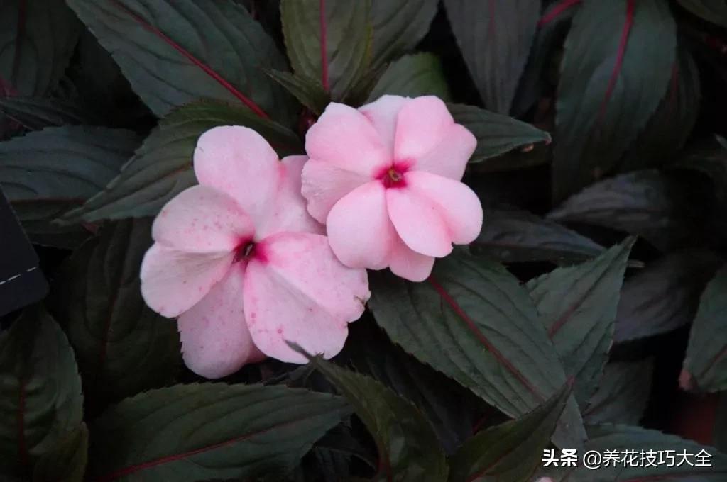 凤仙花幼苗长白毛怎么回事,新几内亚凤仙花的病虫害