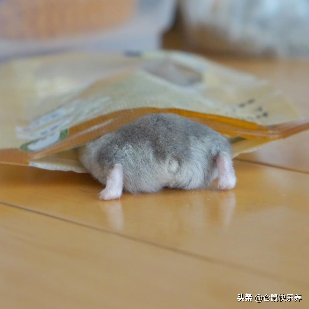 仓鼠趁主人不备钻进粮袋，被饲主发现后，鼠鼠就是不承认偷吃