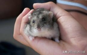 如何制服咬人的仓鼠,如何整治仓鼠咬人的毛病