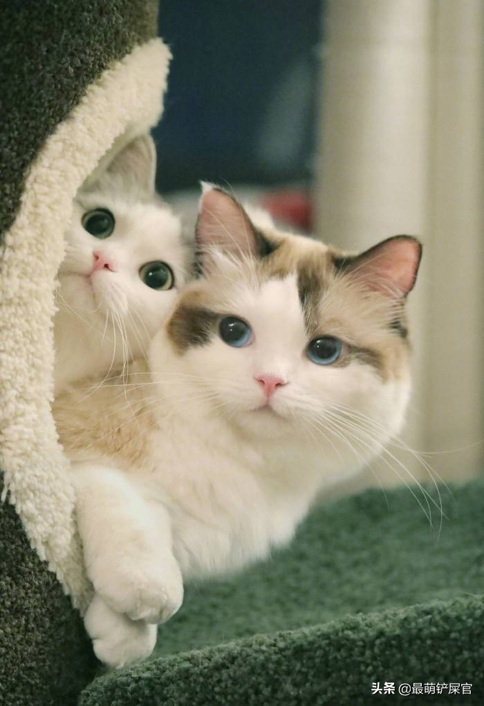 怎么挑选一只仙女布偶猫,布偶猫的神仙颜值名字