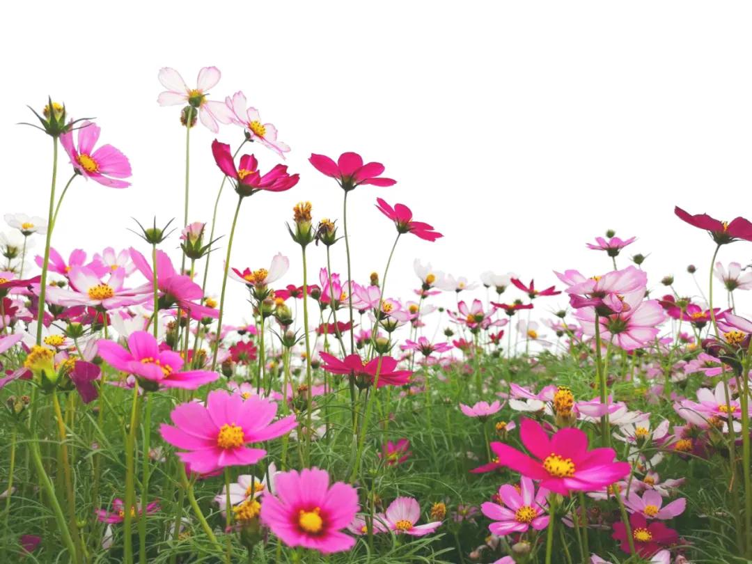 百亩花海竞相开放视频,余杭径山花海