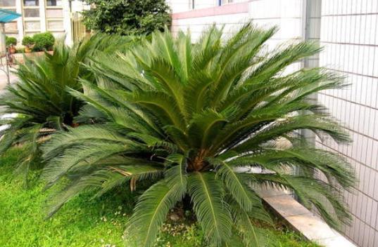 家里养铁树的风水讲究,铁树在家养镇宅