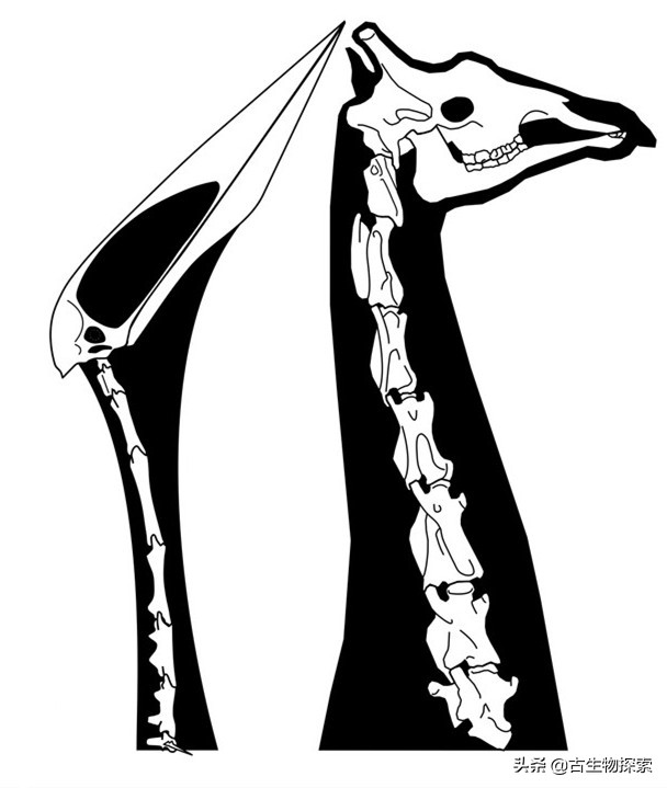 巨型翼龙视频,超大型翼龙