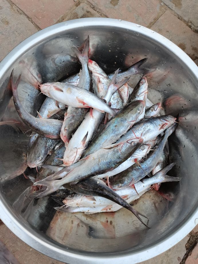 直播包网捕鱼真实性,深海包网捕鱼视频全集