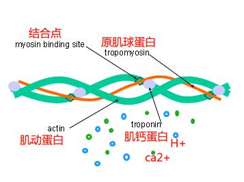 乳酸导致疲劳的原因,运动后乳酸对身体有什么影响