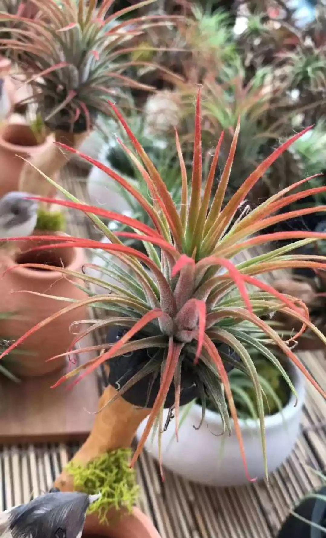 今年流行网红花,漂亮又好看的网红花