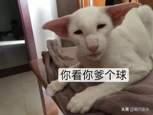 长得很潦草的一只猫,一只猫能有多潦草
