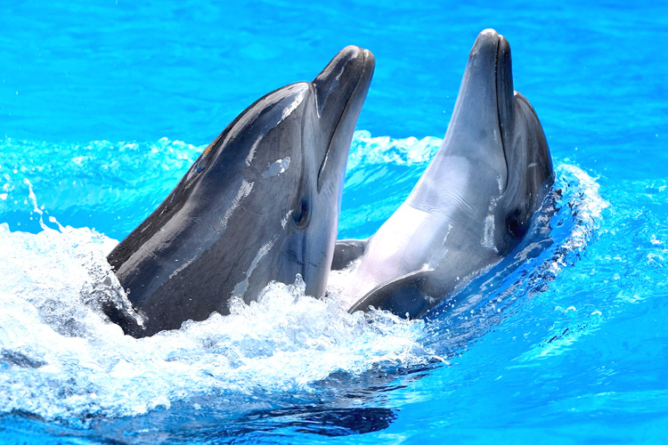 海豚亲吻孕妇,海豚亲孕妇的肚子好不好