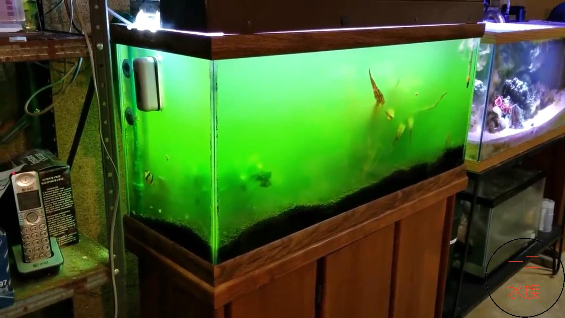 鱼缸绿水了用杀菌灯正确使用方法,鱼缸治理绿水的最佳方法是