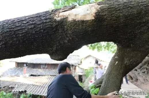 一棵被保护的百年古树,一棵百年的古树被雷击