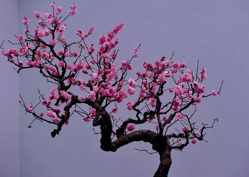 中国诗词大会董卿咏梅,诗词大会第四季第七场董卿开场白