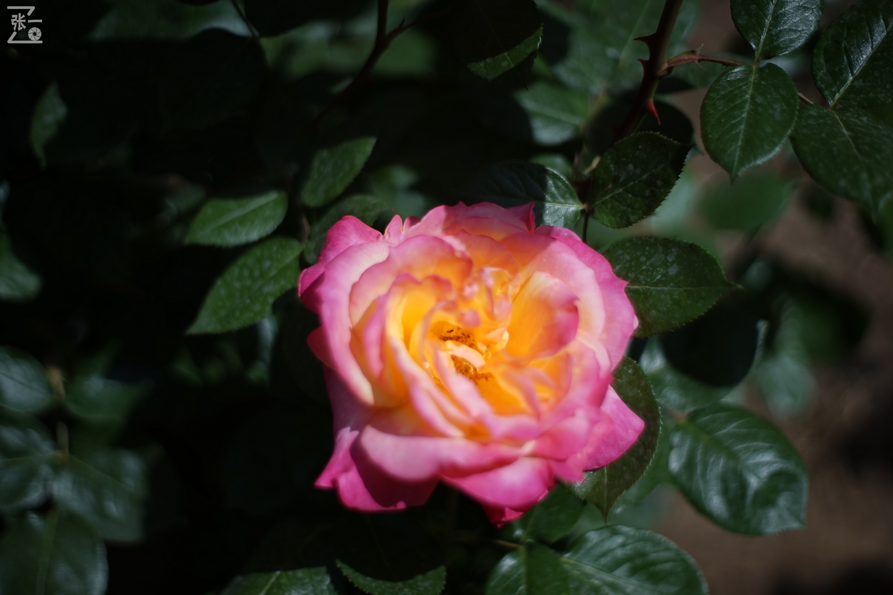 凤凰国产50mm镜头,凤凰索尼e口镜头