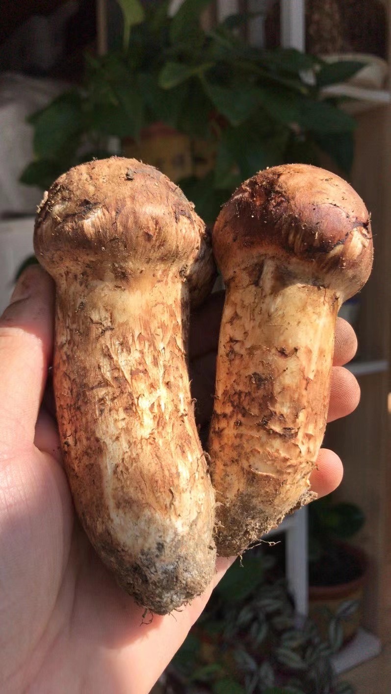 你知道什么是椴木木耳吗,你知道什么是白茶