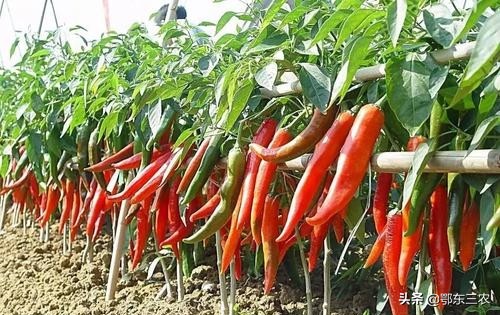 辣椒落花落果的最佳方法,辣椒开花打什么才能保花