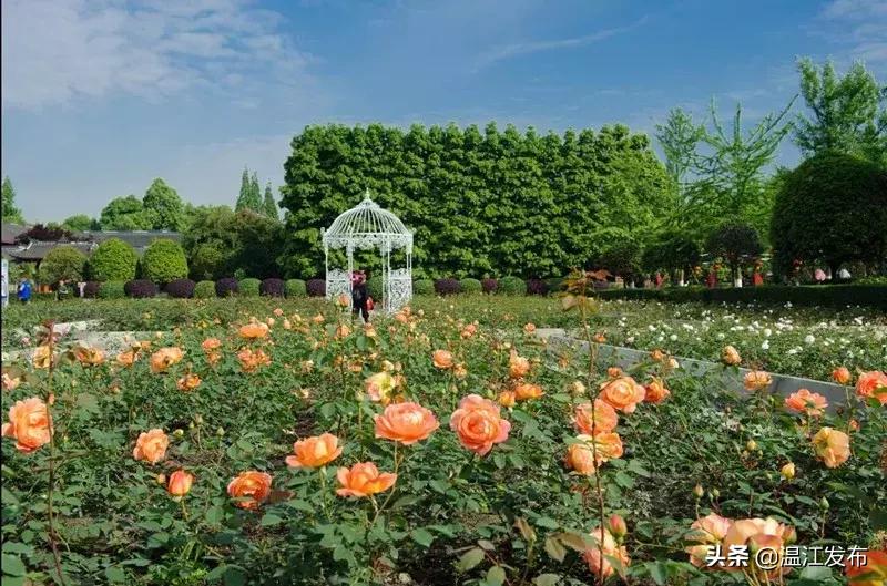 2024温江即将动工的大项目明细,干大事