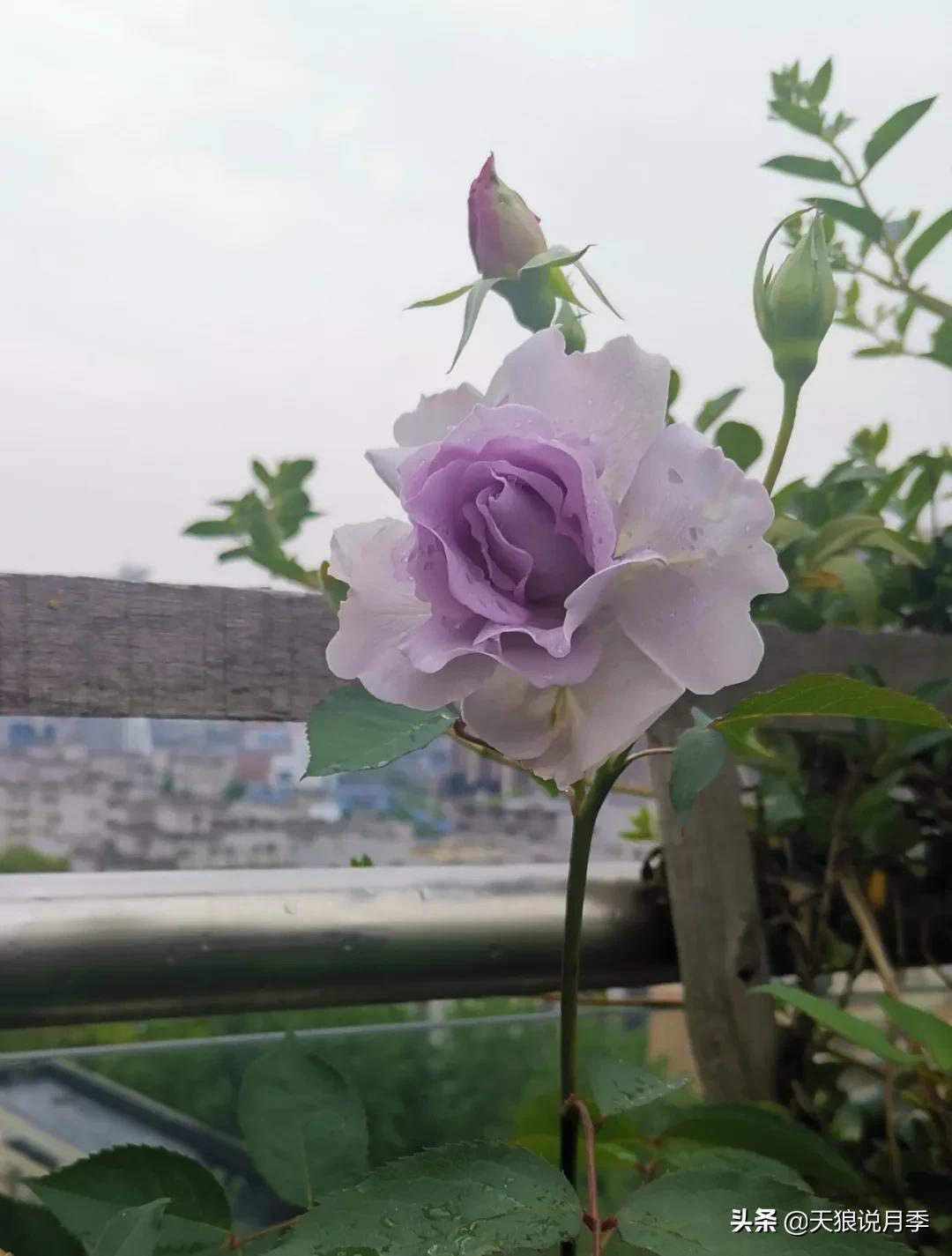 月季花是时候展现真正的技术了 (开春的第一波月季花就这么过去了)