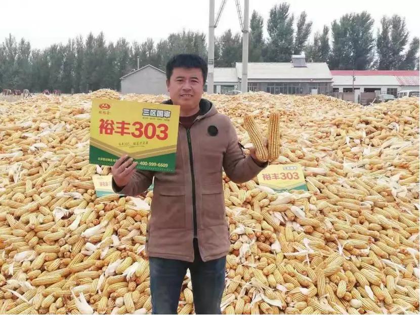 龙头大单品裕丰303的制胜之路,从优秀到卓越的路径图