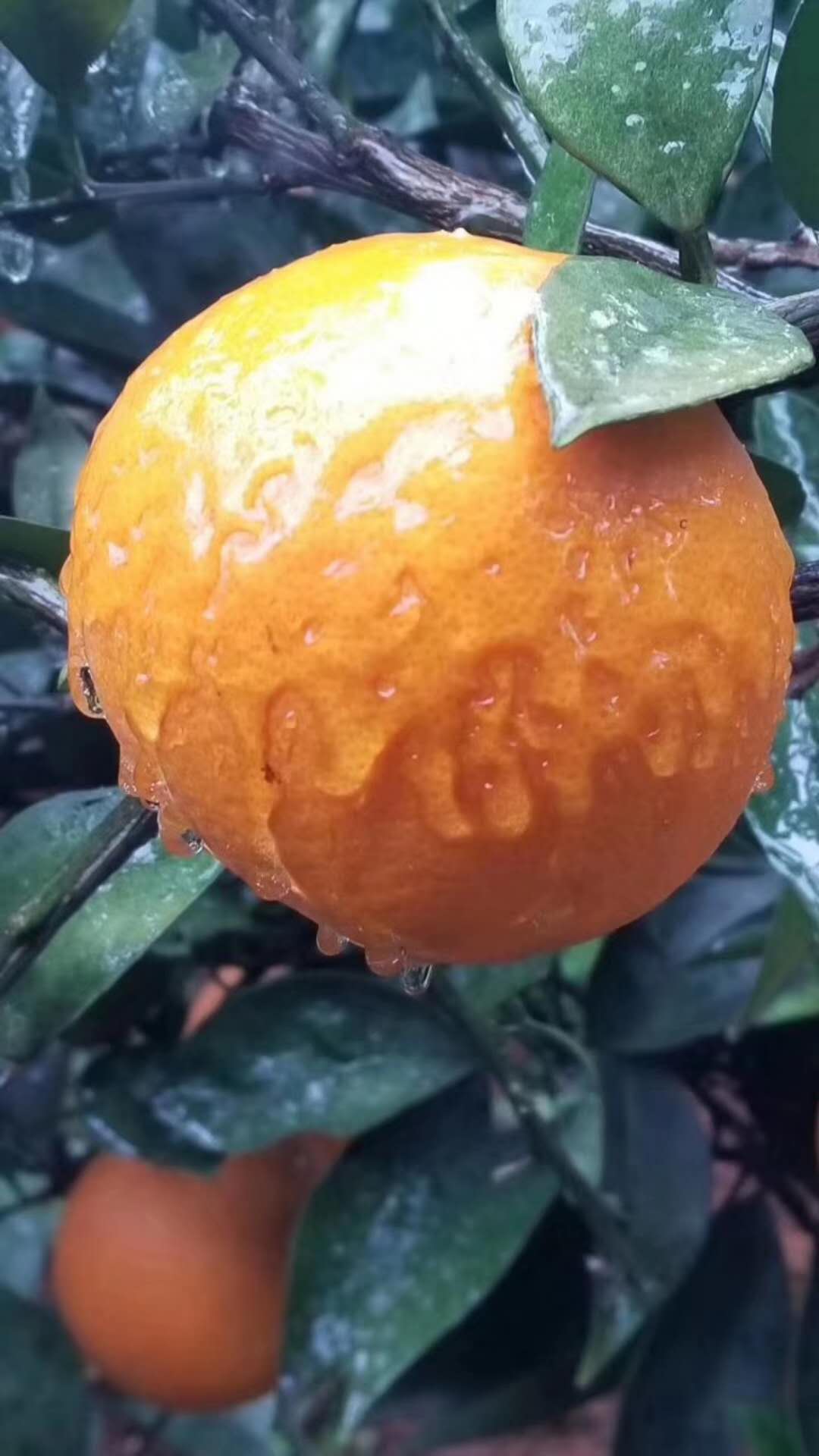 柑橘受冻后处理,柑橘受冻为什么落叶