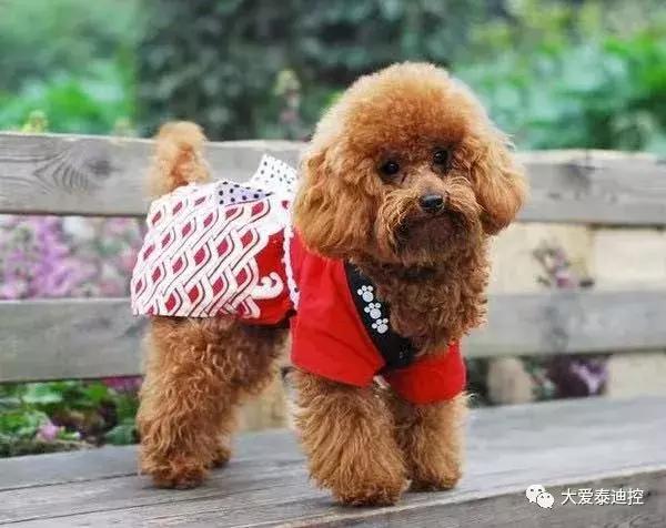 泰迪犬有这几种行为,泰迪犬对主人有感情吗