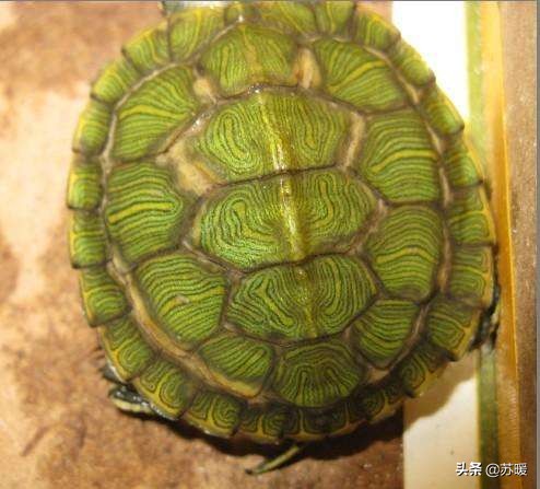 龟腐皮腐甲怎么预防,深水龟腐甲治疗