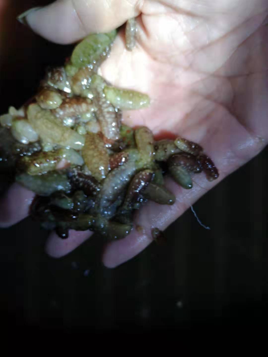 辽参新突破：从大连到福州的“北苗南养”工程由这个单位领衔实施