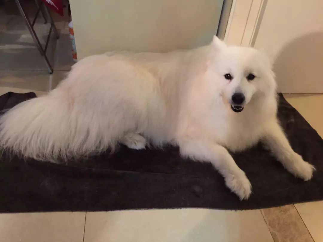 猫狗泪痕直接影响颜值，铲屎官应找到溢泪原因，先治病后去痕！