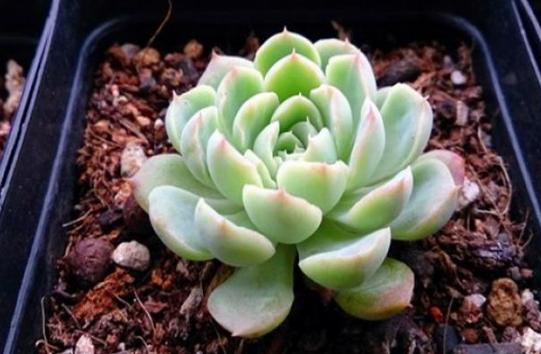 夏季冰玉多肉怎么养护,多肉冰梅夏天怎么养殖