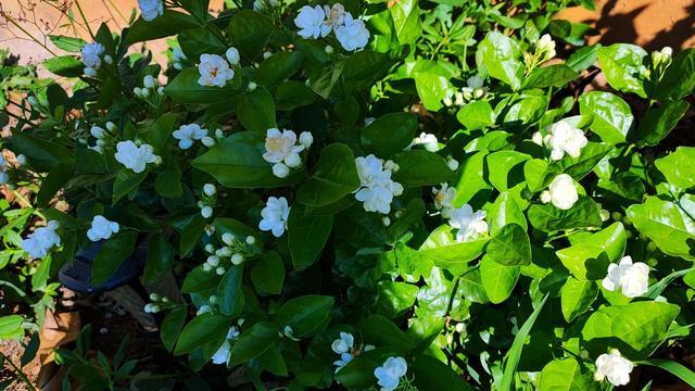 茉莉花精油一次用多少,重瓣茉莉精油