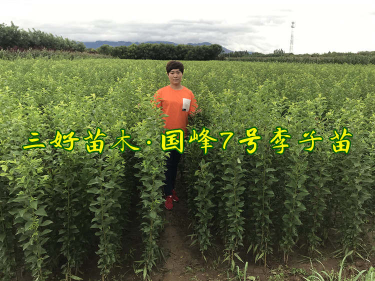 国峰七号李子和国峰十七号的区别,国峰7号李子苗基地