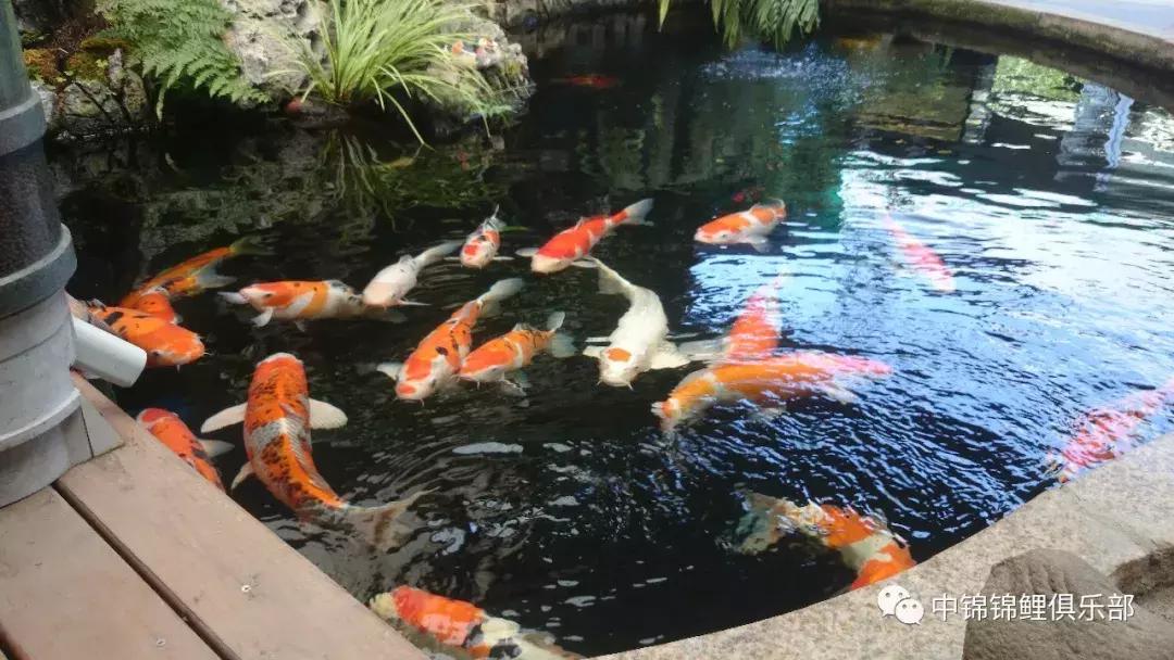 北京室外地上鱼池怎么过冬,东北户外鱼池过冬