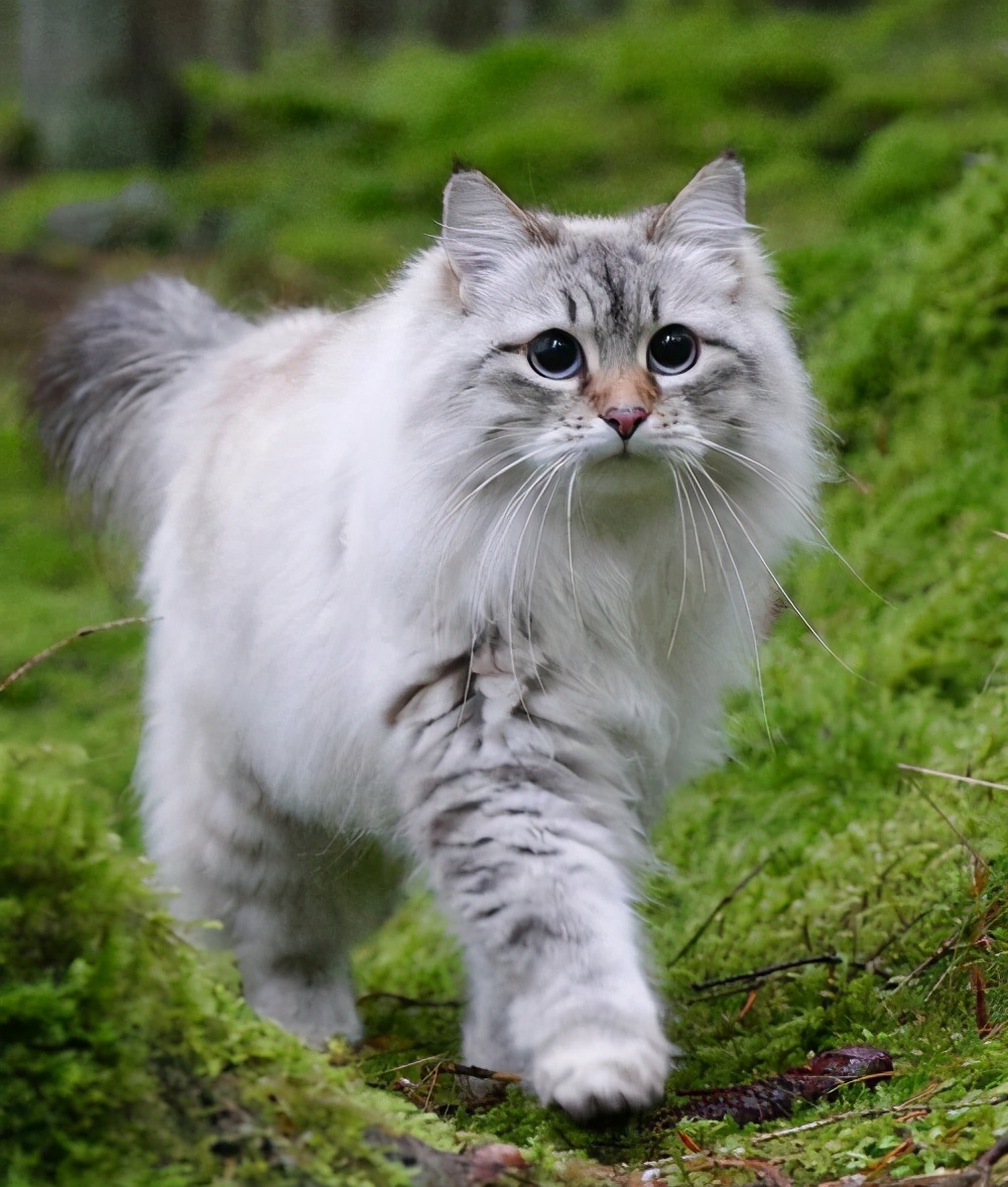 喵界的“荒野猎人”，被人误会多年，其实它才是俄罗斯的国猫