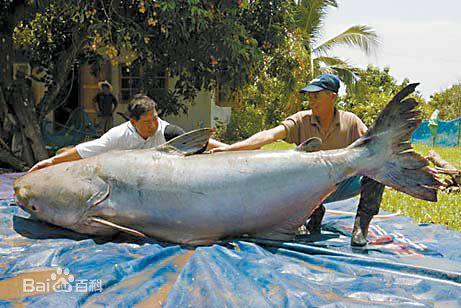 观赏鱼成吉思汗鲨鱼,大型红尾鲶招财猫