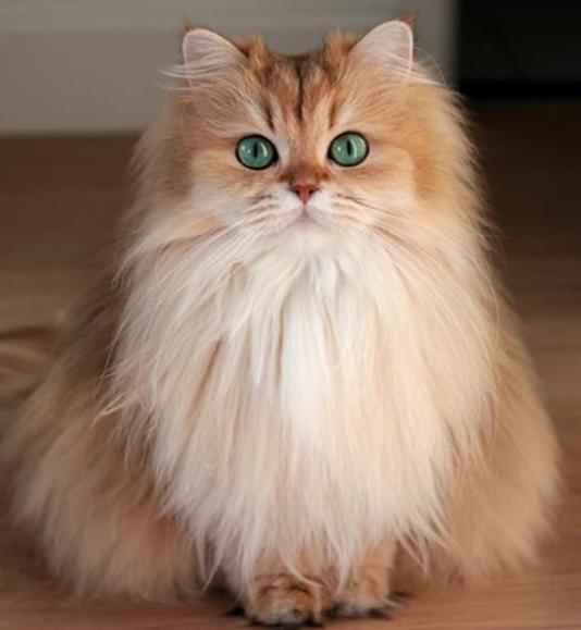 猫真的有那么聪明吗,猫真的有那么聪明嘛