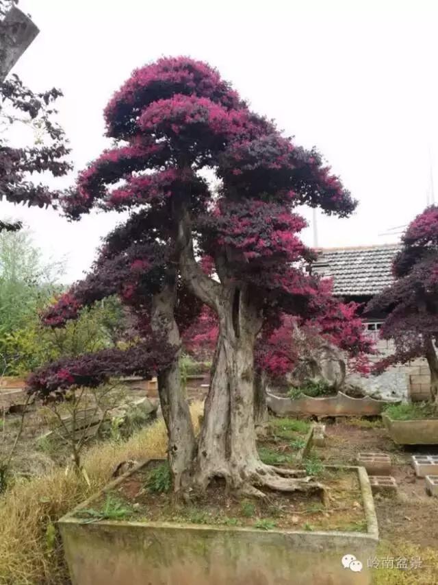 檵木小老桩盆景,檵木盆景图片大全