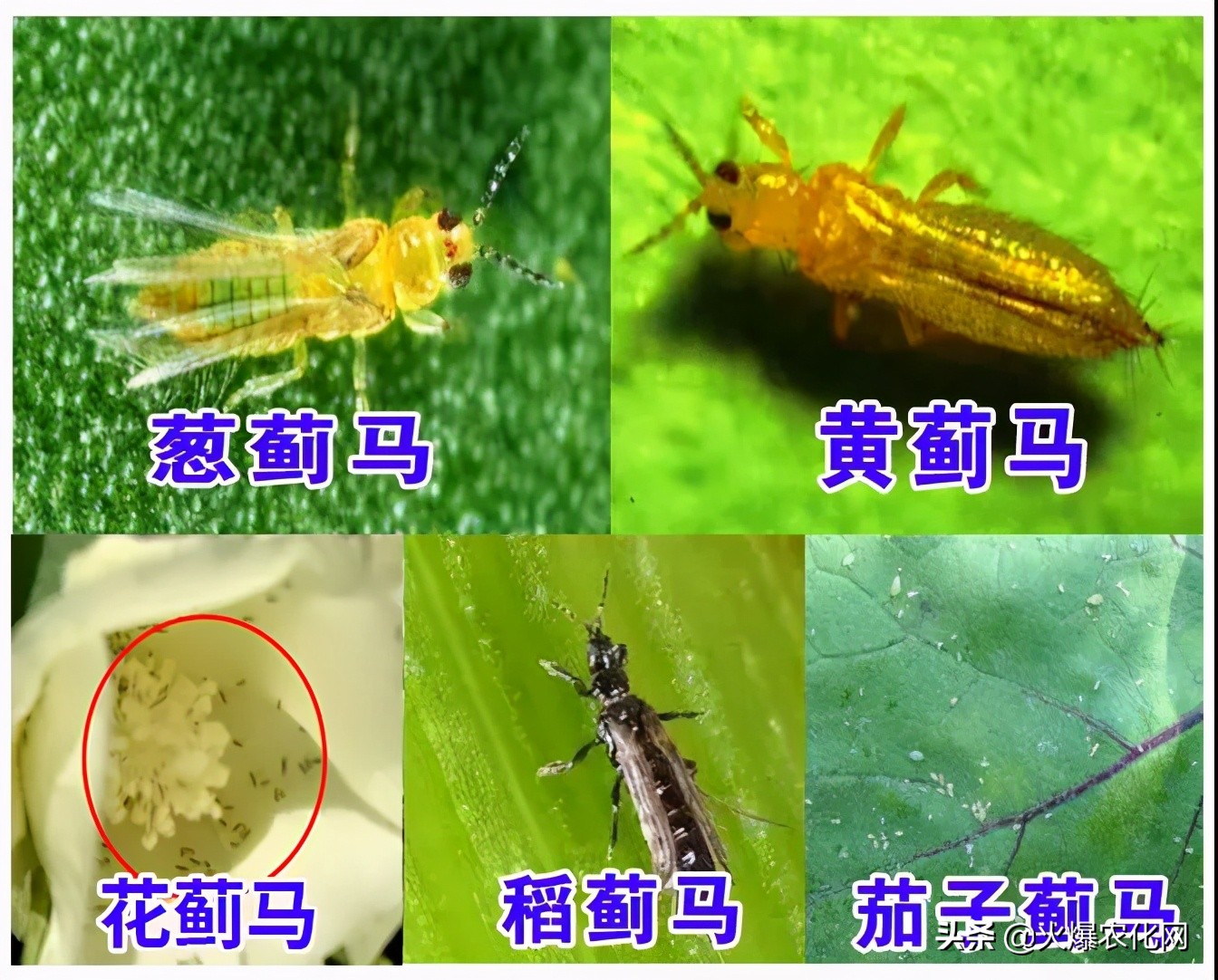 蓟马专用杀虫卵剂,除虫灭蚊大杀器