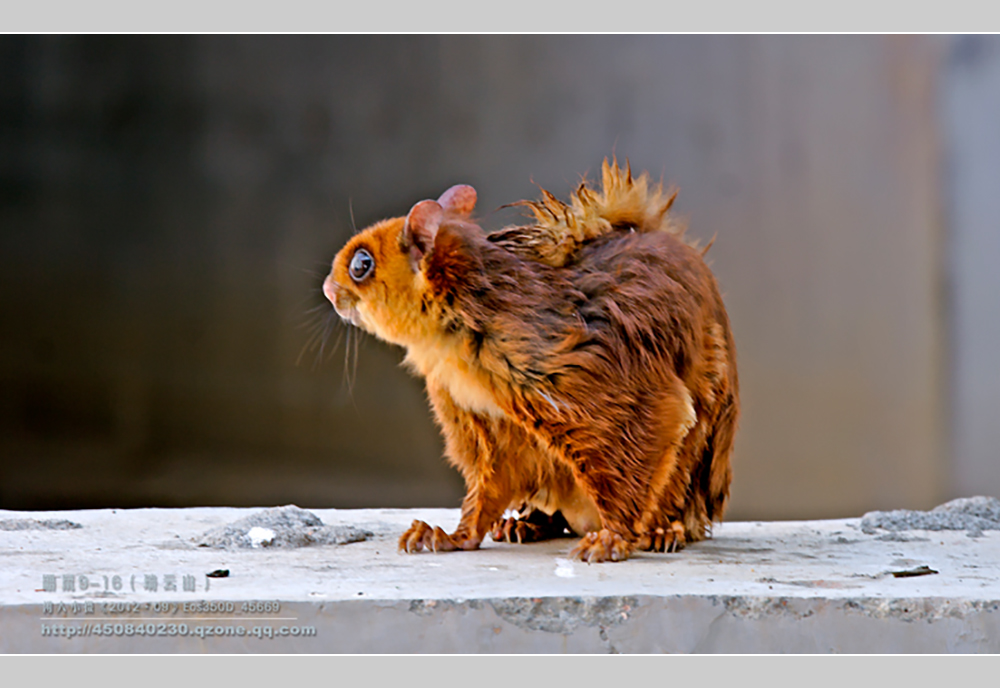 摄影飞行素材,飞鼠摄影作品欣赏