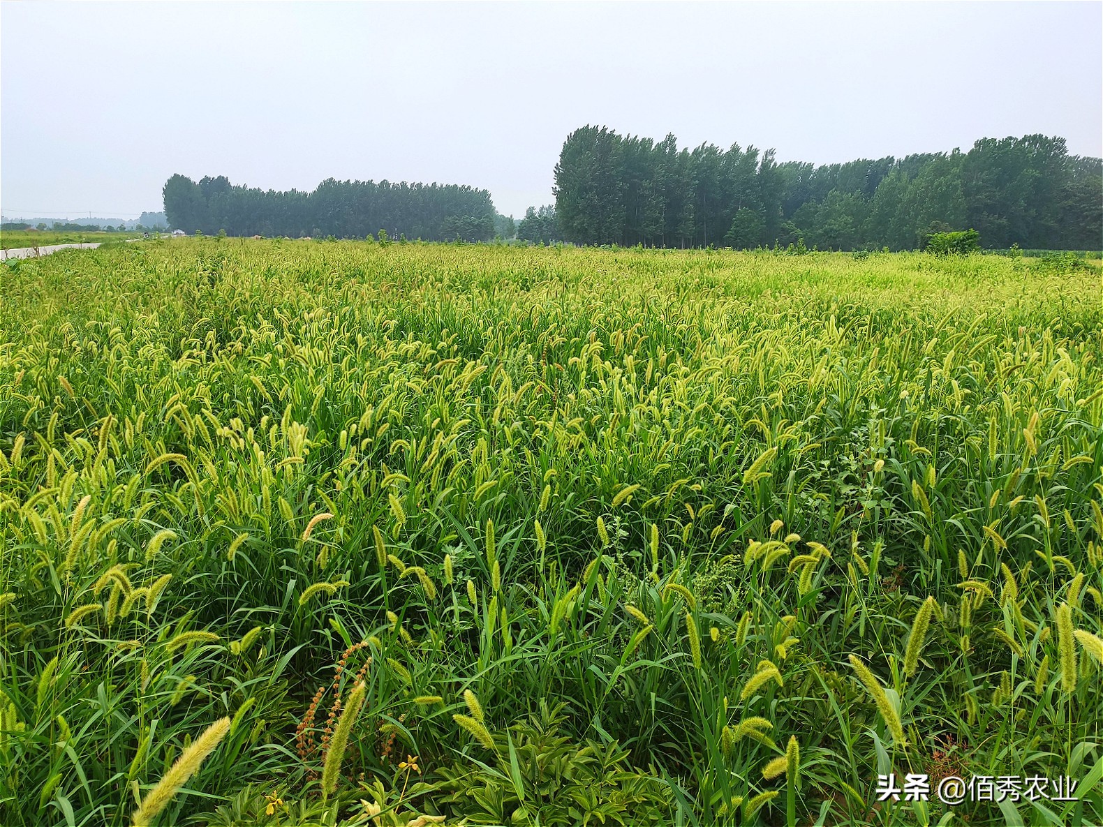中药材种植的前景与现状,种植中药材亏得一塌糊涂