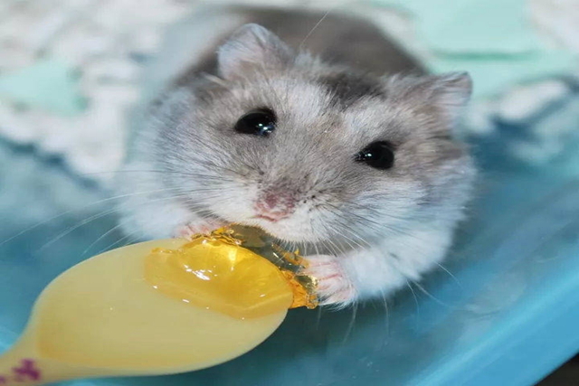 仓鼠手动磨粉器,仓鼠粮食打磨粉