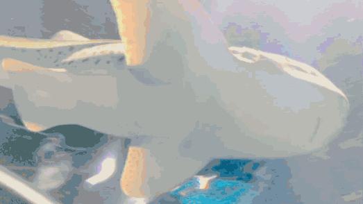 二月份临沂海洋世界主题公园,临沂海洋世界门票哪些人免票