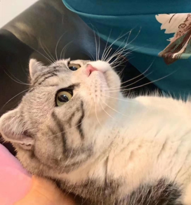 文言文的诀窍,掌握精髓文言文怎么说