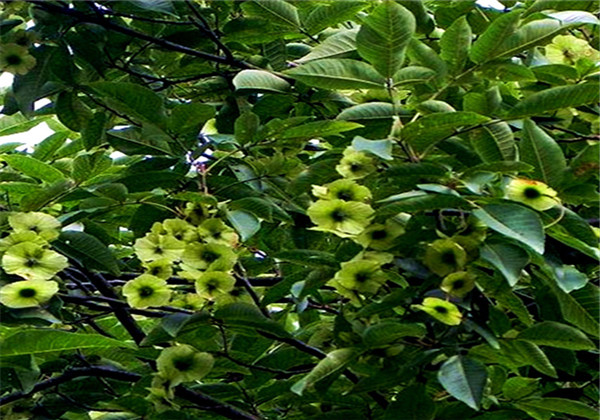 青钱柳生长哪些地区,青钱柳适合在什么地方种植