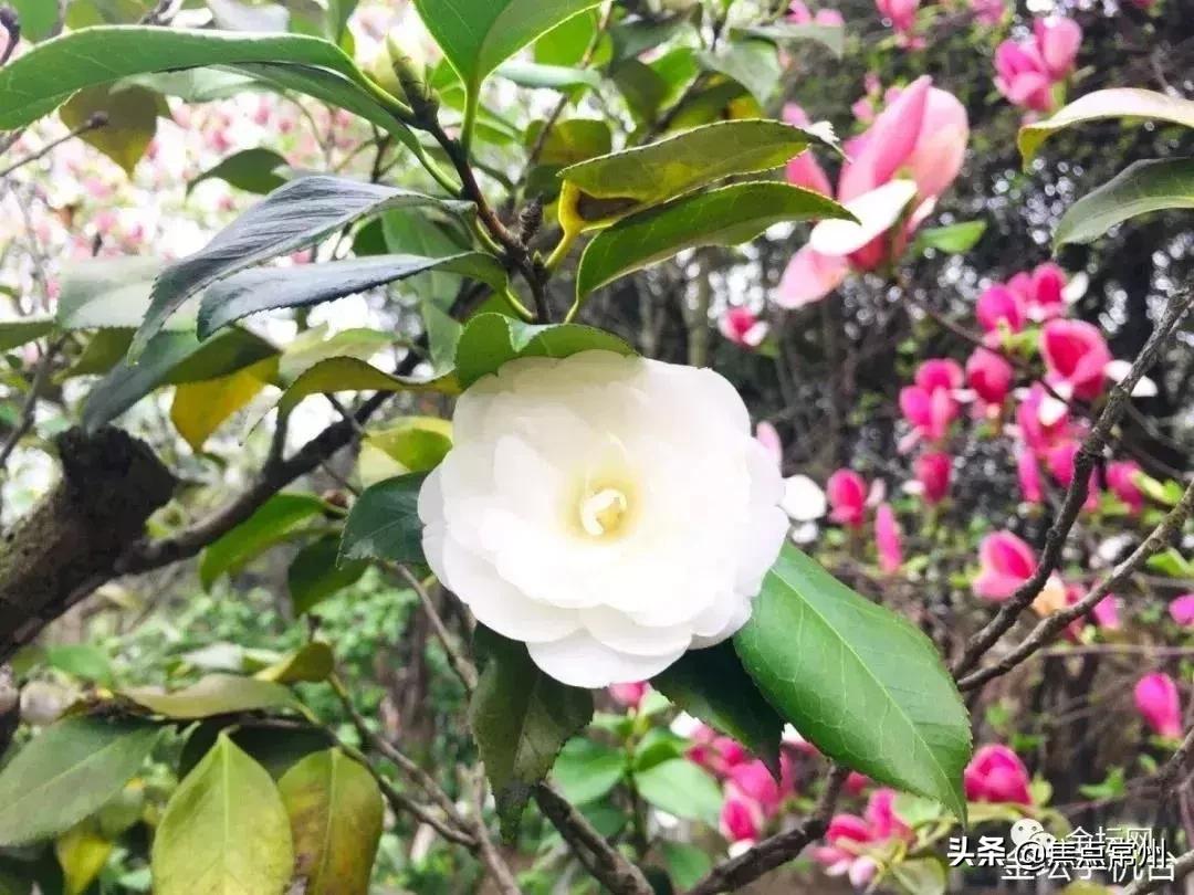 金坛适合一个人安静的地方,金坛的一个小镇