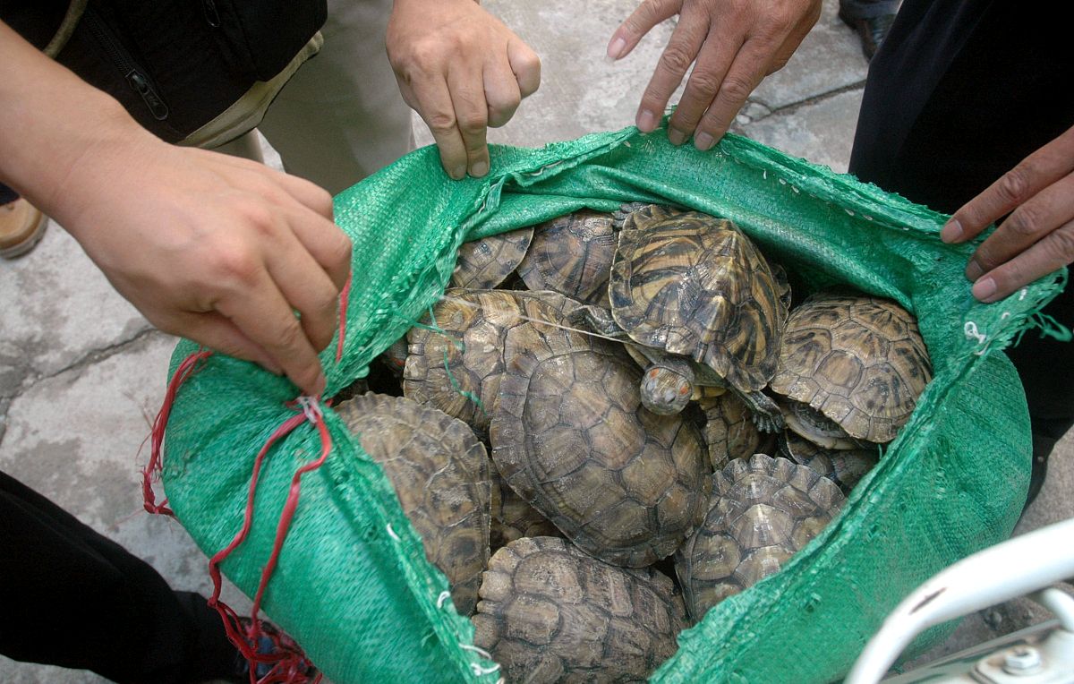 龟灾？广东整条河道里全是乌龟，拥挤在岸边岸边晒太阳