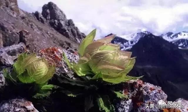山上的雪莲花,山上雪莲的照片