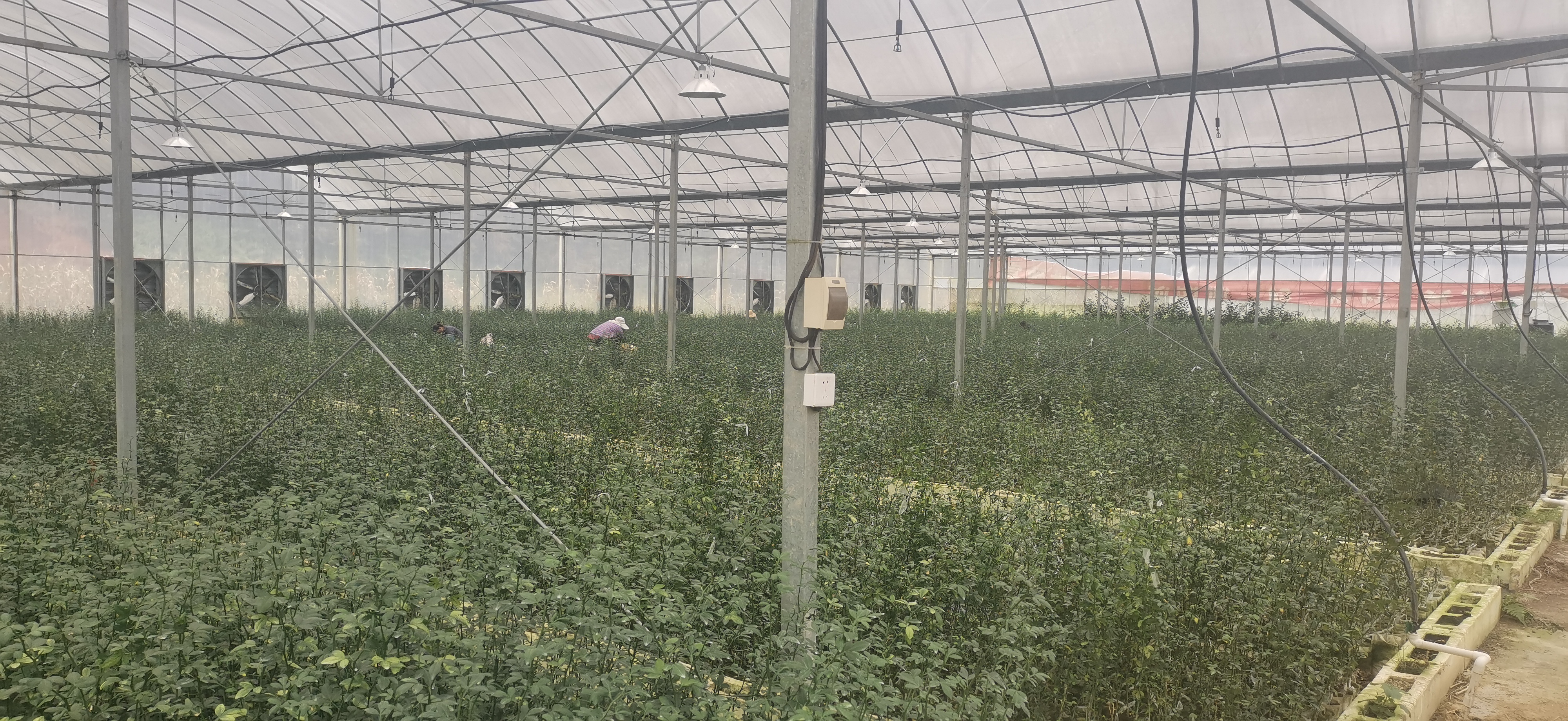 十一月份柑橘管理和病虫害,柑橘11月份管理要点