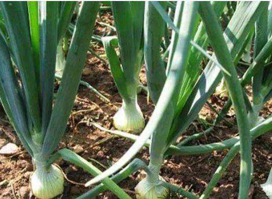 洋葱病虫害有哪些防治相当重要知道方法可以提前预防