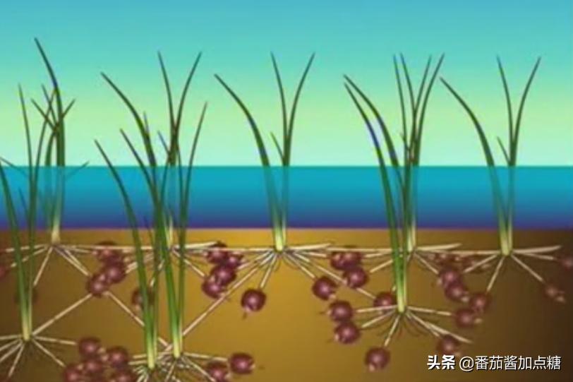 荸荠的旱地种植技术,荸荠高产高效栽培技术书籍