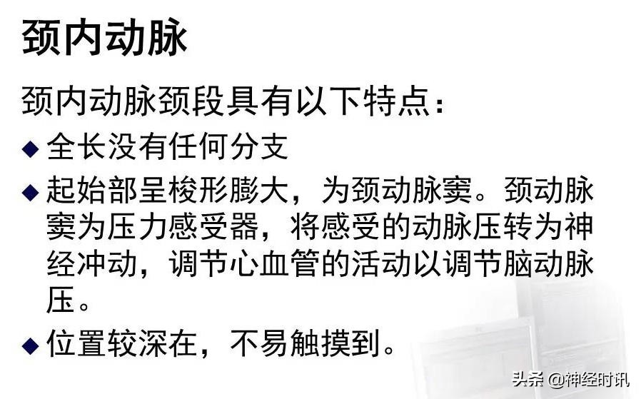 脑动脉解剖学讲解,基底节区脑血管解剖