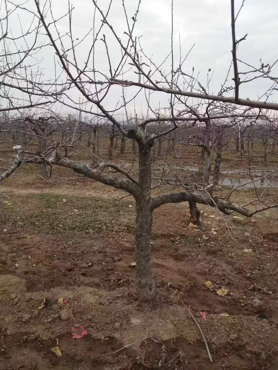 果树大小年形成的原因及解决方法,老果树结果不好怎么办