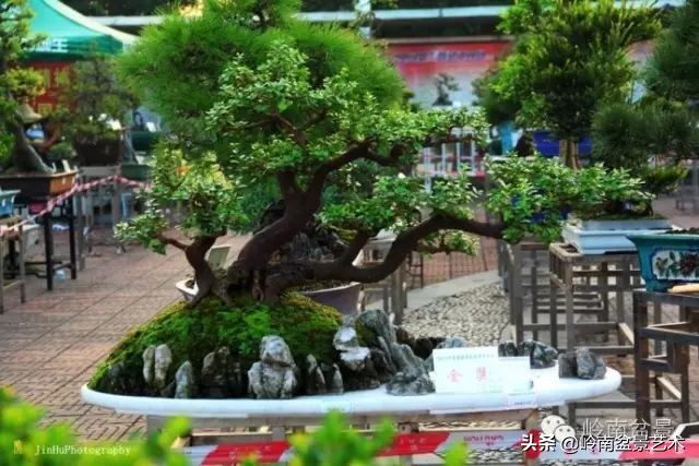 黄圃镇花店,花乡花卉绿植区